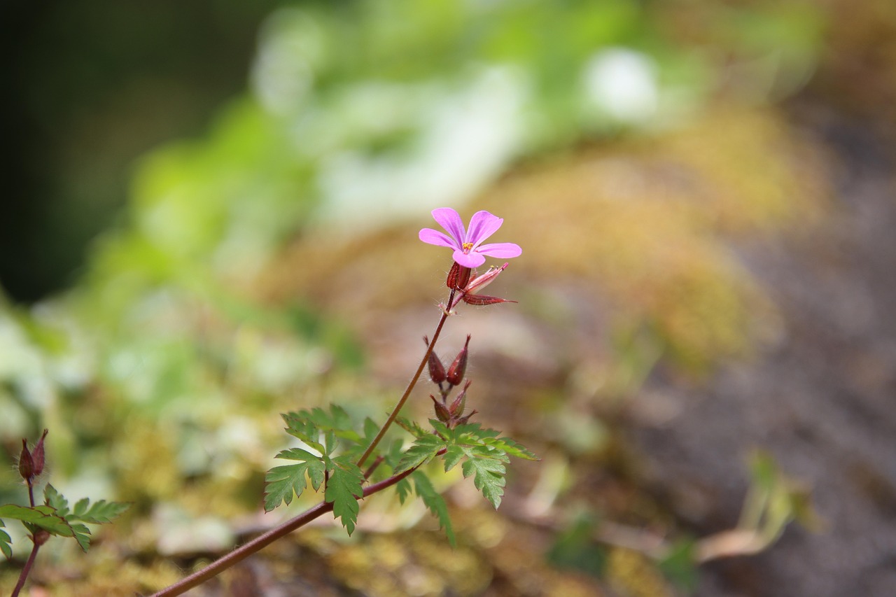 Flower Moss Pink Free photo on Pixabay Pixabay