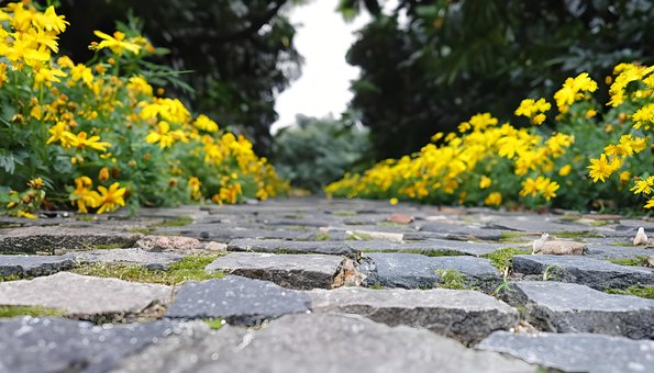 Flor, Natureza, Terra, Primavera