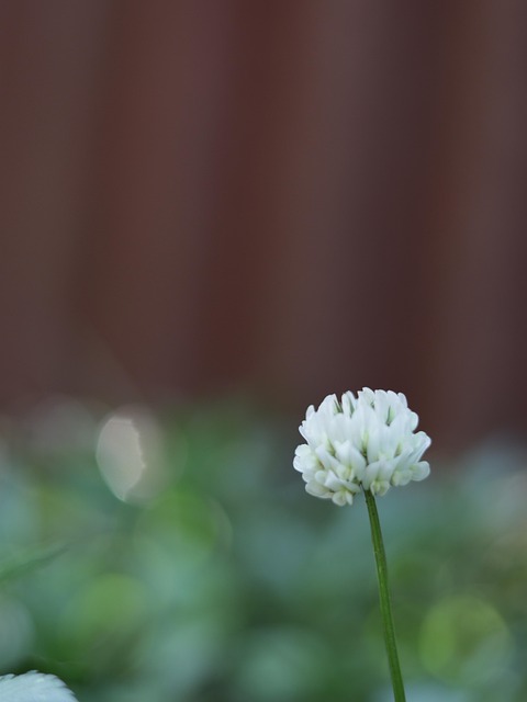 Flor, Natureza, Meio Ambiente