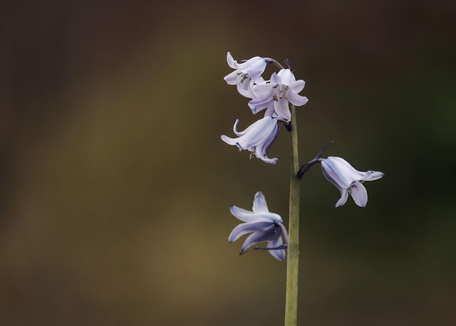Blomster, Hyacint, Plante, Grøn, Forår