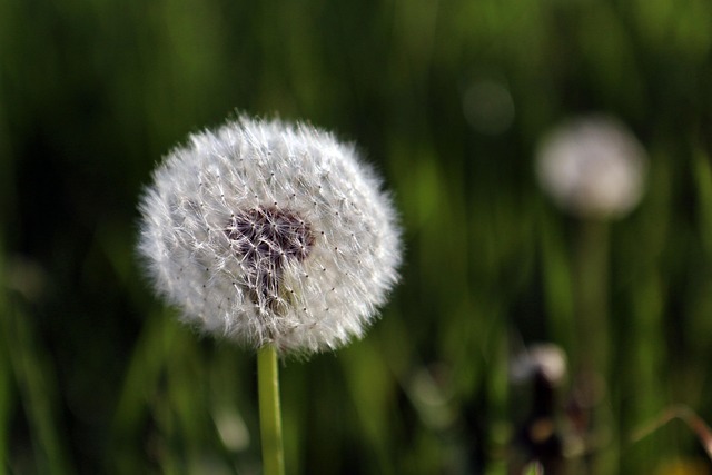 Free Dandelion Ephemeral photo and picture