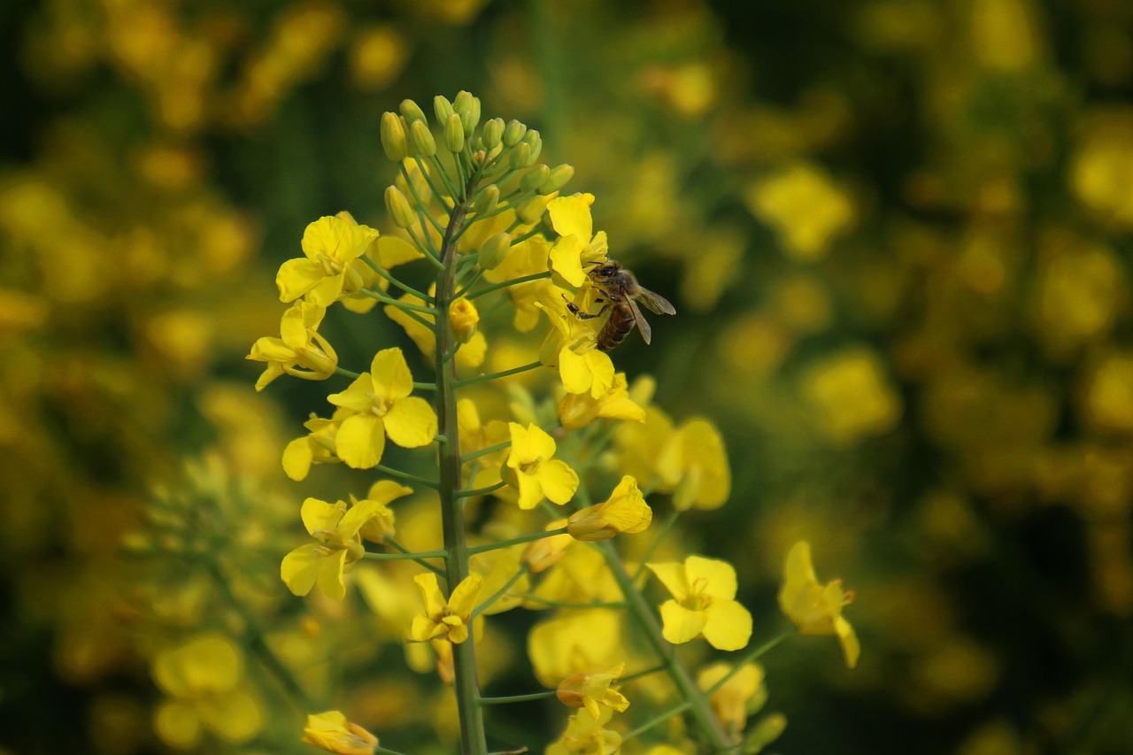 Oilseed Rape Blossoms - Free photo on Pixabay - Pixabay