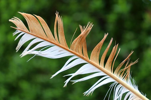 Free Feather Spring photo and picture