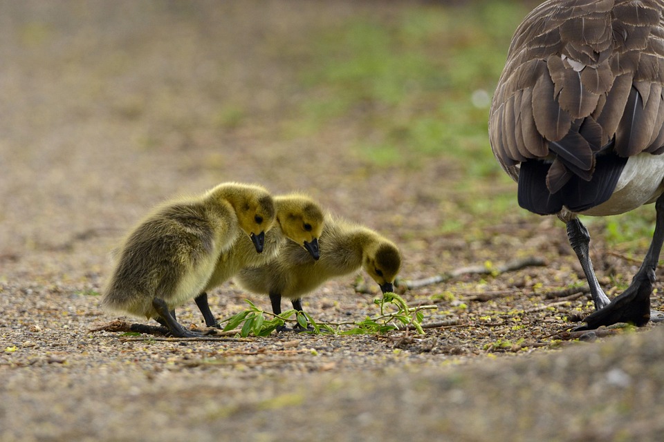 Animals Spring - Free photo on Pixabay