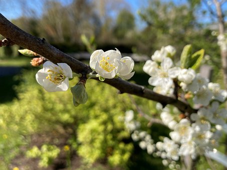 Free Apple Blossom Branch photo and picture