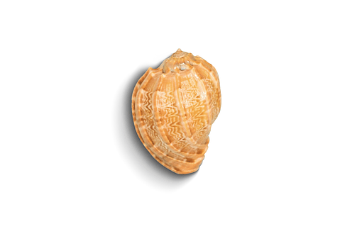 Psd Scoici Izolate, Scoica, Coajă