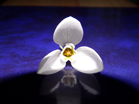 Free Galanthus Flower photo and picture