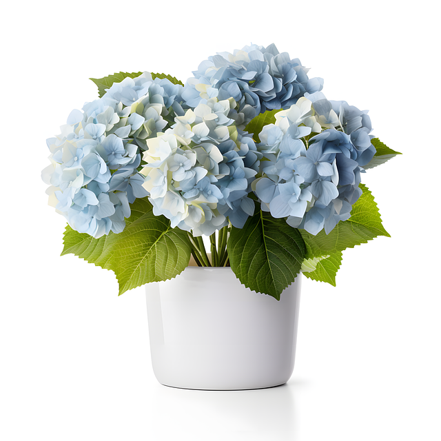 Free hydrangea flowers summer flowers illustration
