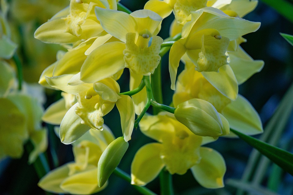 大花蕙兰金色精灵兰 金色精灵兰花 花朵 - Pixabay上的免费照片 - Pixabay