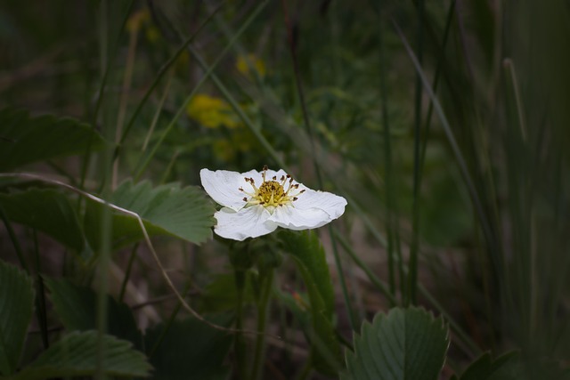 Free Blossom Bloom photo and picture