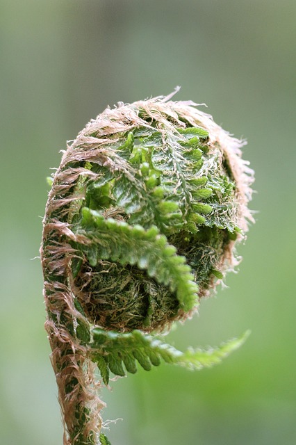 Free Fern Leaf photo and picture