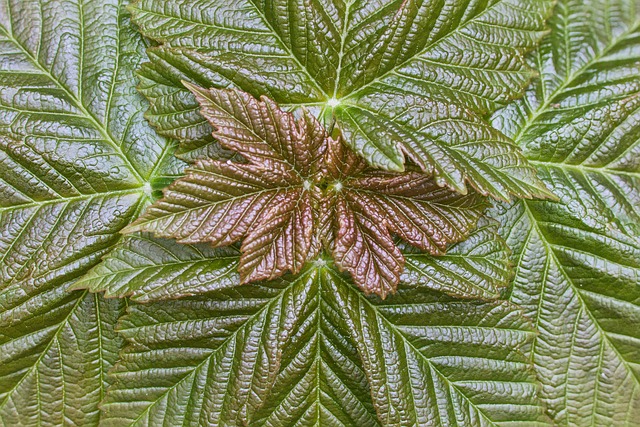 Free Leaves Spring photo and picture