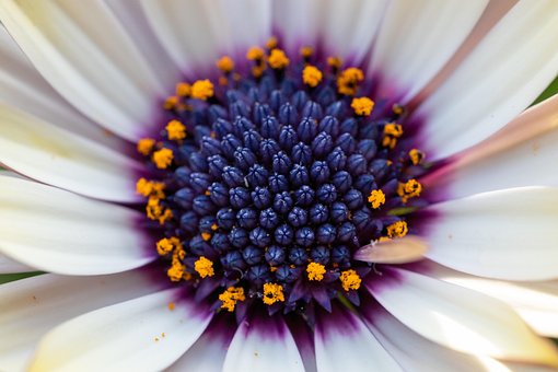Free Flowers Flower Wallpaper photo and picture