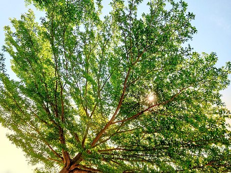Free Tree Nature photo and picture