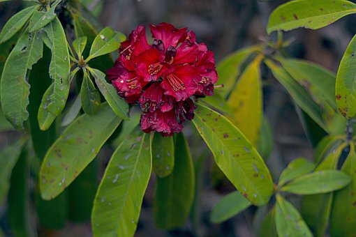 Free Nature Flowers photo and picture