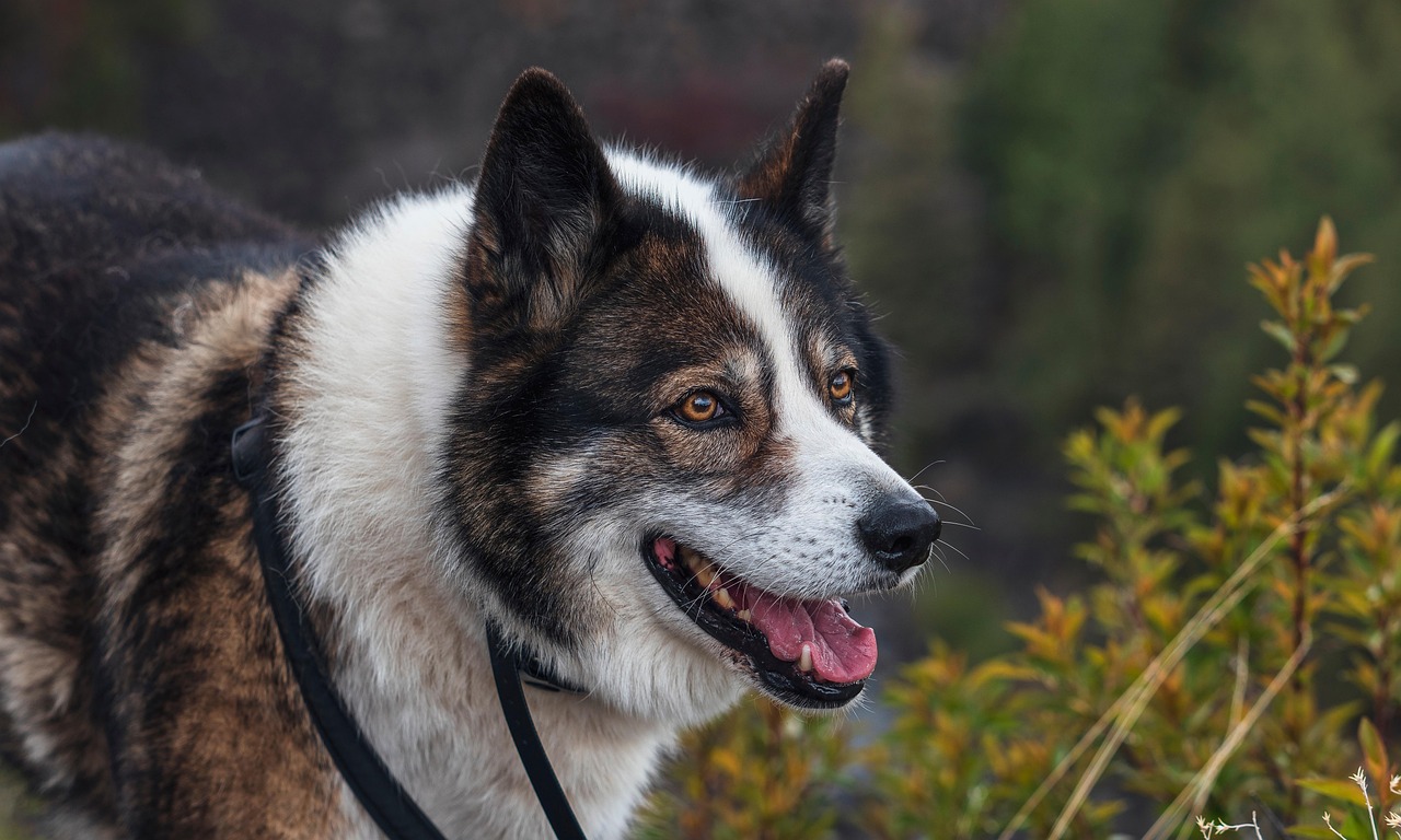 Rauque Animal Rauque Mammifère De - Photo gratuite sur Pixabay