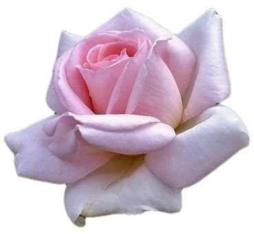 Rose, Rosa, Blume, Ai Generiert