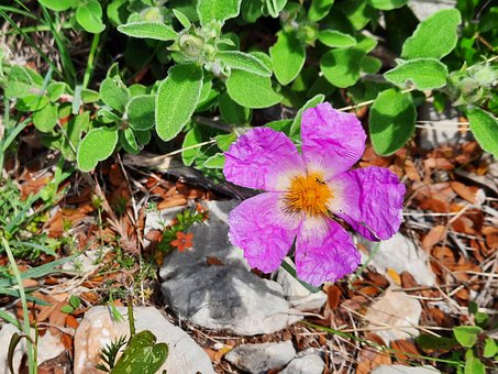 Free Flower Purple photo and picture