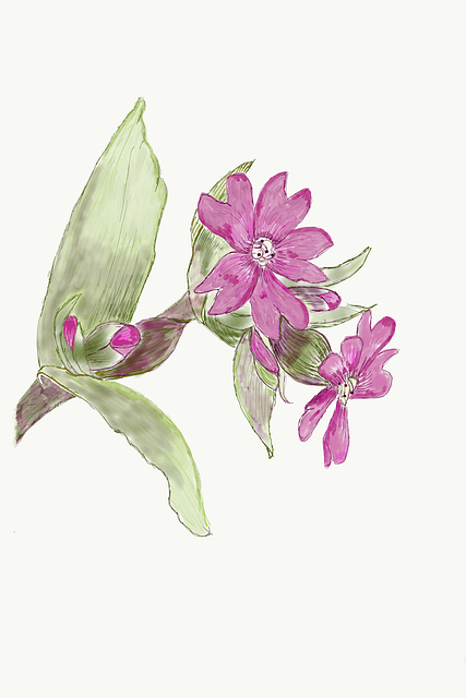 Free Flower Pink Campion illustration and picture