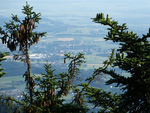 Free Bavarian Forest Germany photo and picture