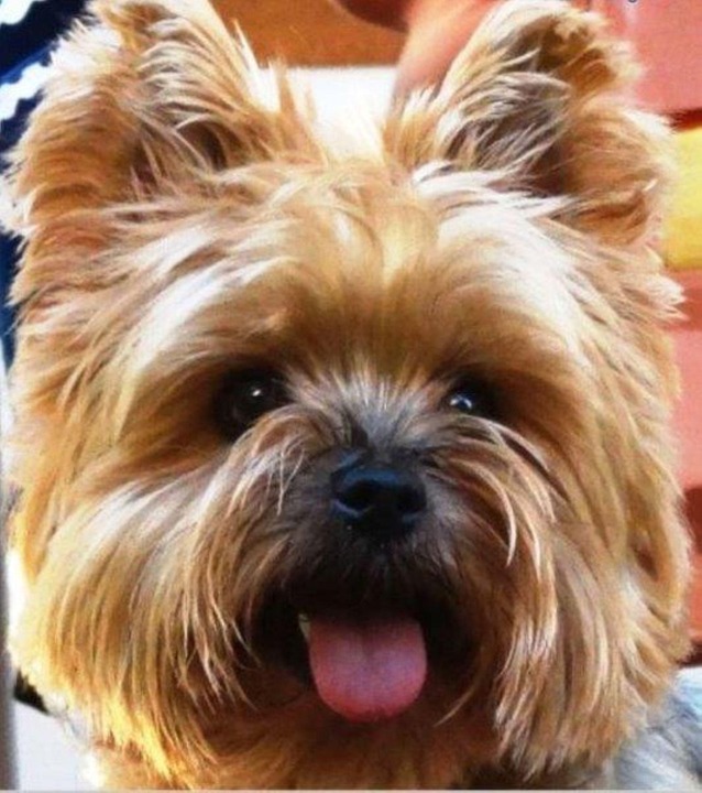 Midland Yorkie Terrier Hunting Dog Free photo on Pixabay