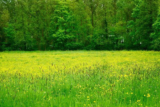 Butterblume, Wiese, Gelb, Wild, Gras