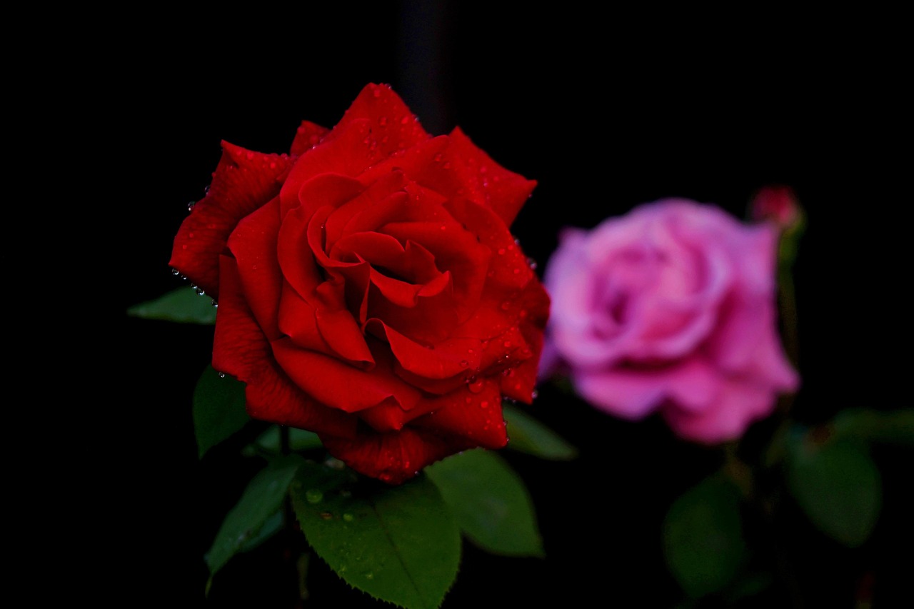Fleur Rose Botanique - Photo gratuite sur Pixabay - Pixabay