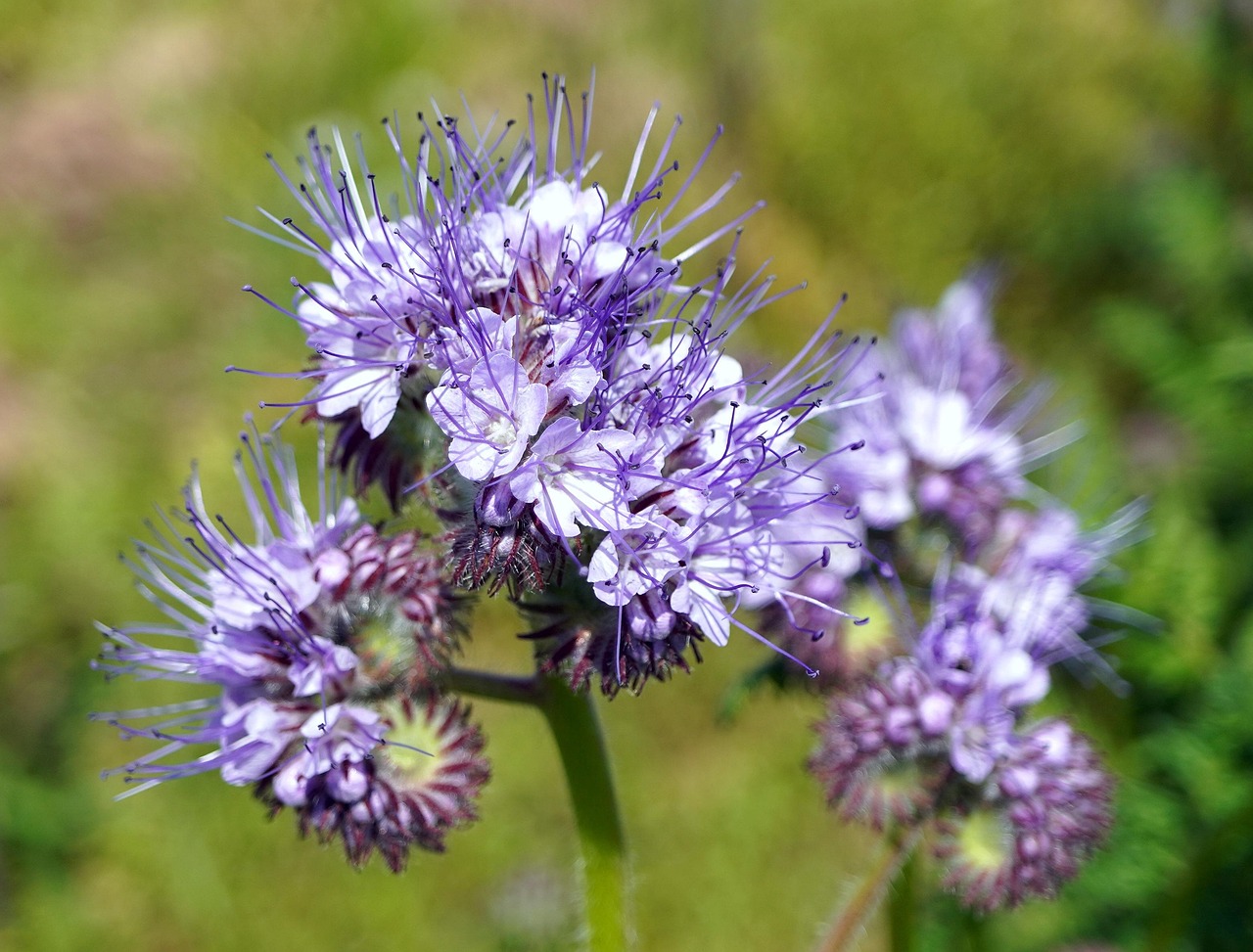 Phacélie Fleur Sauvage Fleurir - Photo gratuite sur Pixabay - Pixabay