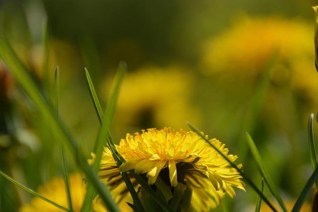 Mælkebøtte, Blomst, Plante, Gul Blomst