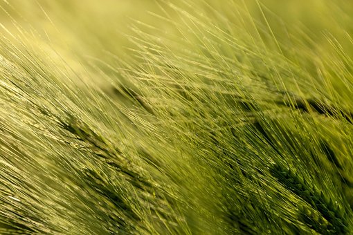 Trigo, Agricultura, Natureza, Colheita