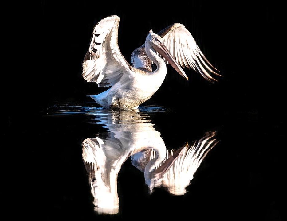 Pelican Black White - Free photo on Pixabay