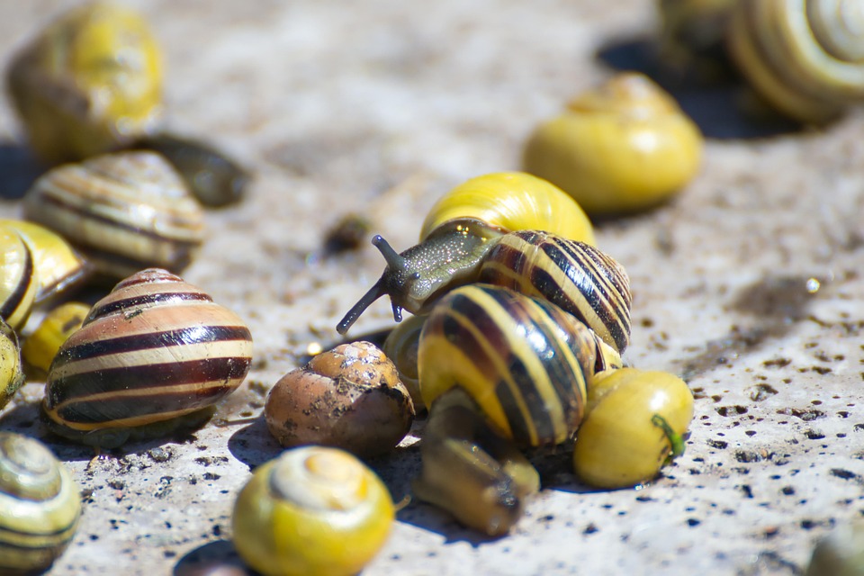 Snail Shell Phylum Mollusca Free photo on Pixabay