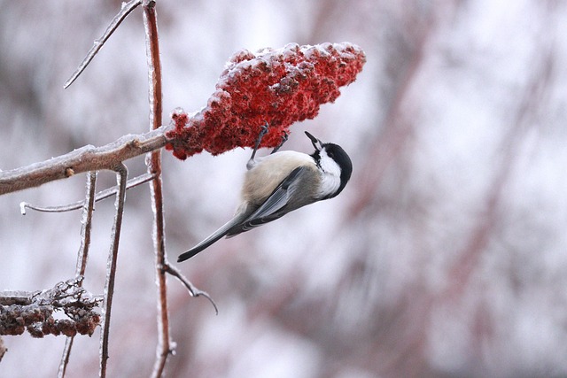 Free Bird Black-Capped Chickadee photo and picture