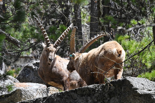 Steinbukken, Tvinge Måling, Pontresina