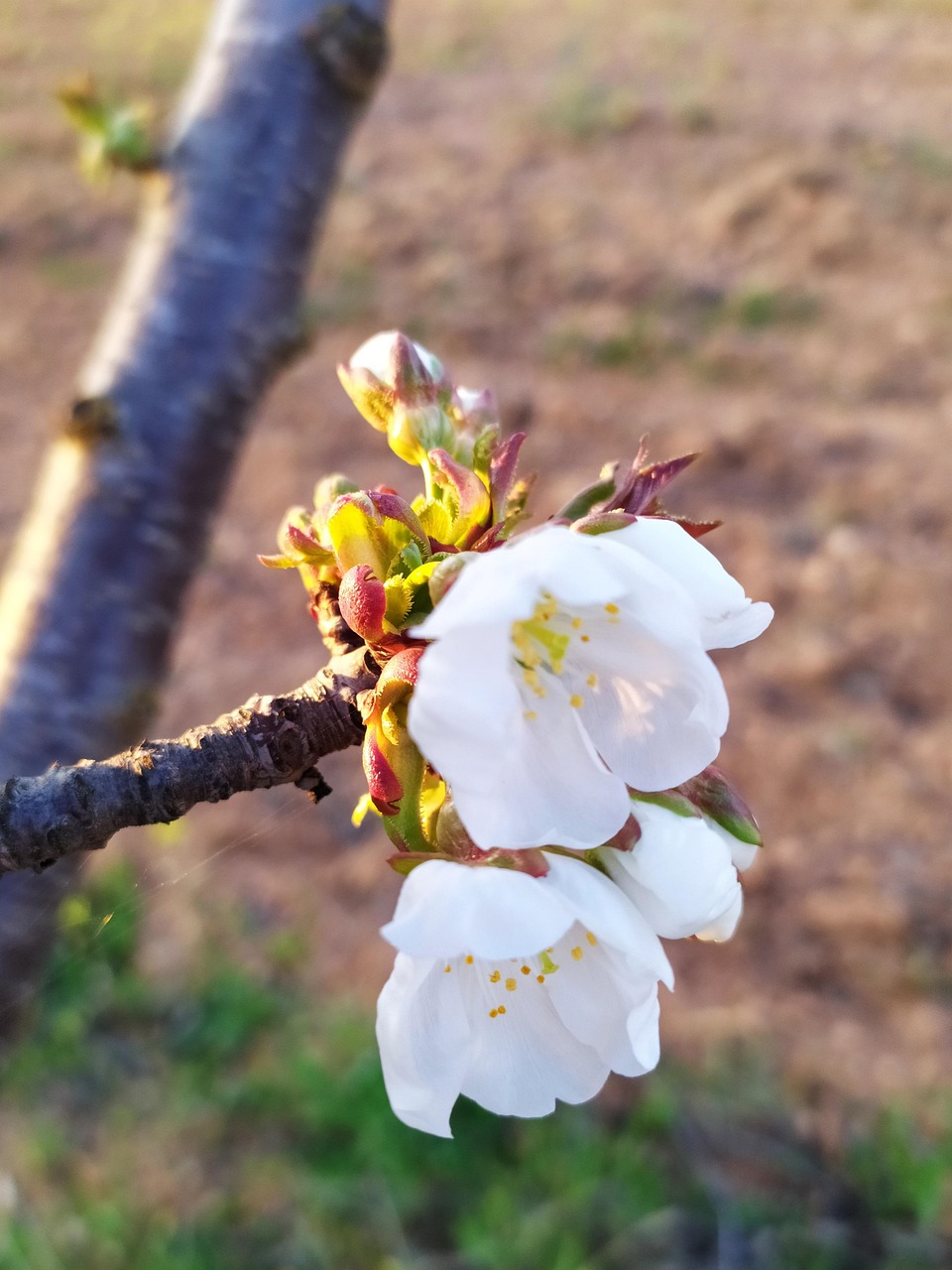 花 杏仁树 白色的 - Pixabay上的免费照片 - Pixabay