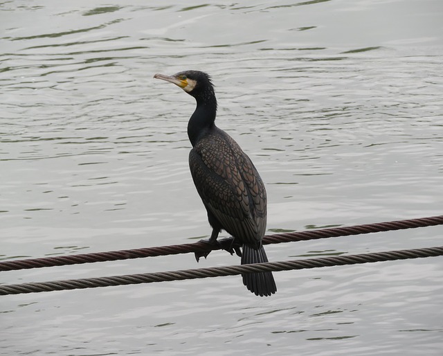 鳥 鵜 鳥類学 - Pixabayの無料写真 - Pixabay