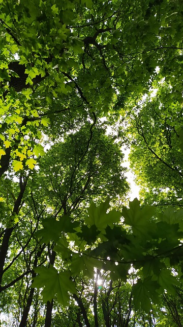 Natur, Blade, Grøn, Wald, Træer, Ahorn