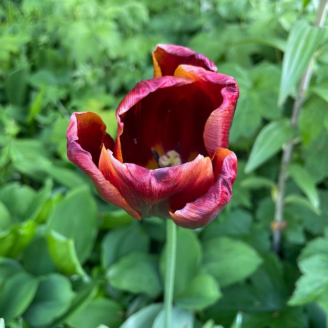 Free Tulip Spring photo and picture