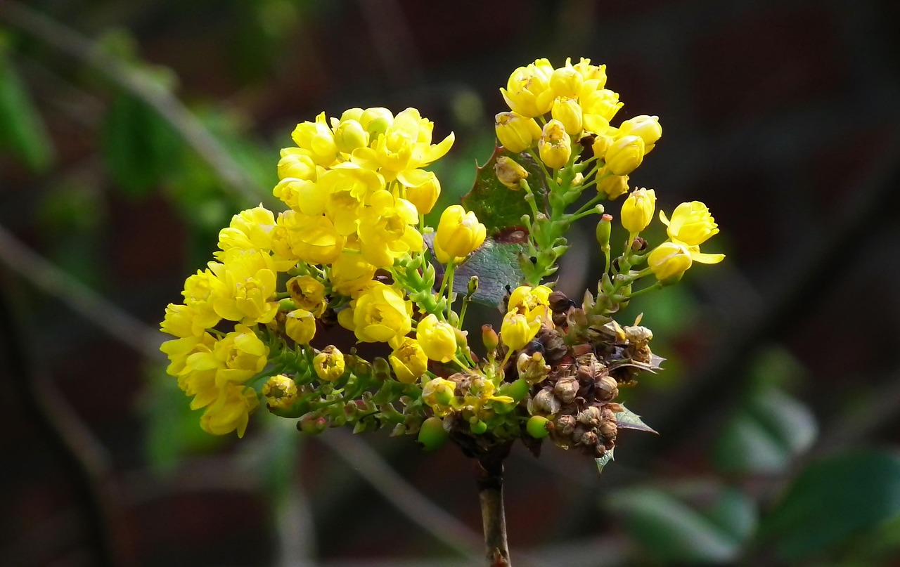 Blumen Oregon-Traube Botanik - Kostenloses Foto auf Pixabay