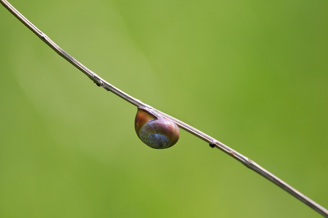 Snail Shell Mollusc - Free photo on Pixabay - Pixabay