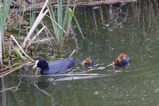 Free Coot Water photo and picture