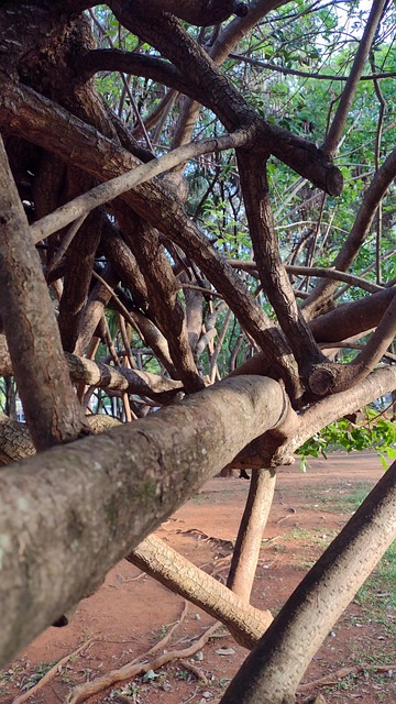 Tree Park Entanglement - Free photo on Pixabay - Pixabay
