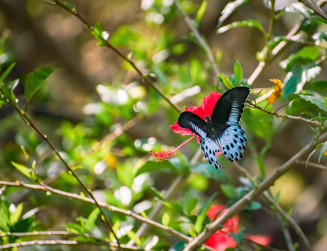 Mariposa, Insecto, Alas, Fauna