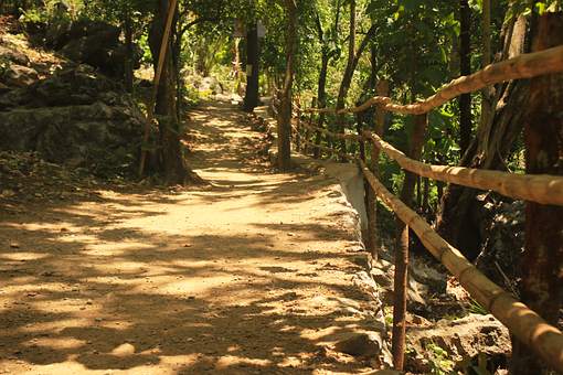 Free Forest Into The Woods photo and picture