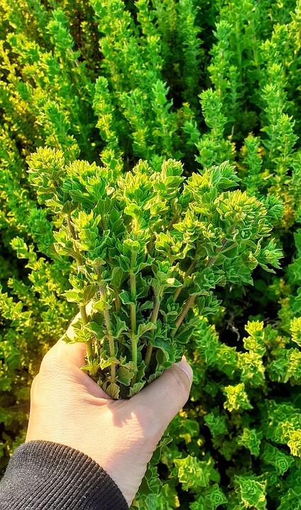 Oregano Herbs Food - Free photo on Pixabay