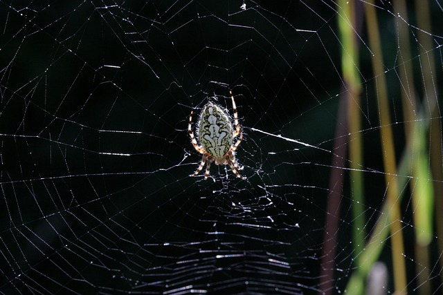 Araña Arácnido Web - Foto gratis en Pixabay