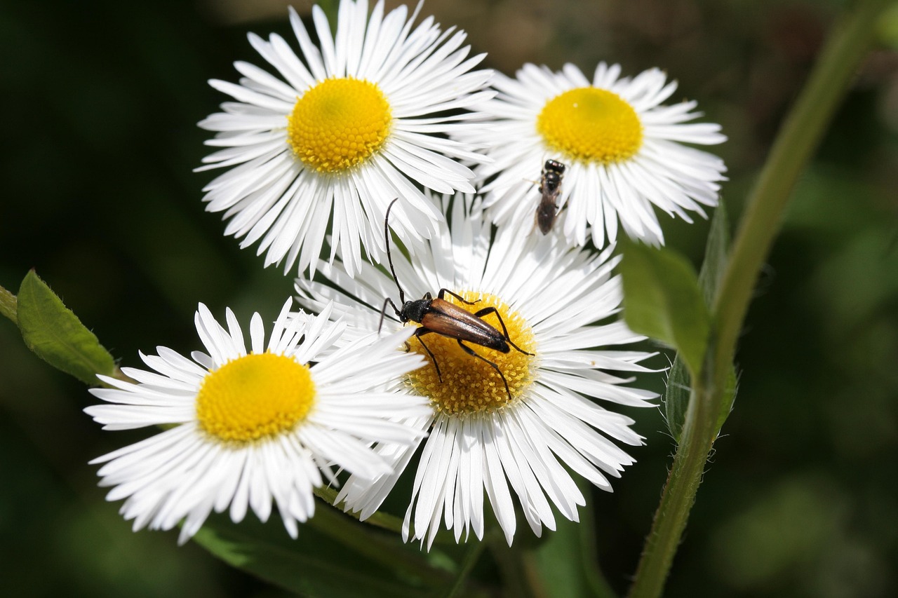 Longhorn Beetle - free online jigsaw puzzle photo