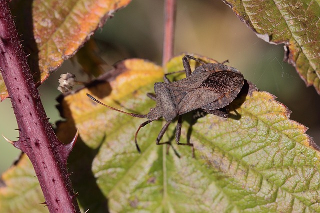 Free Leather Bug Bug photo and picture