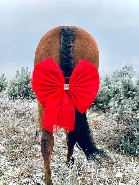 Hest, Heste, Dyr, Vinter, Sløjfe