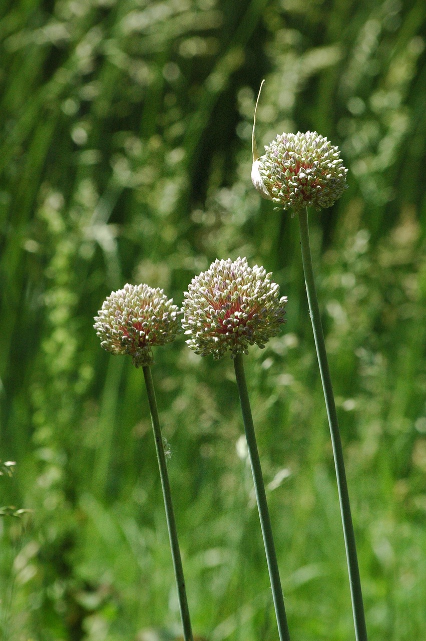 Wild Leak Flower Allium - Free photo on Pixabay - Pixabay